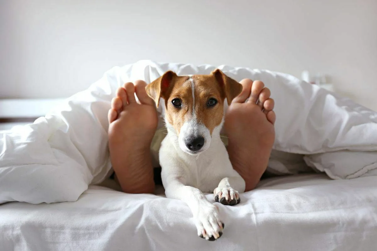 People Who Sleep With Their Pets In Bed Have These Seven Characteristics, According To Psychologists