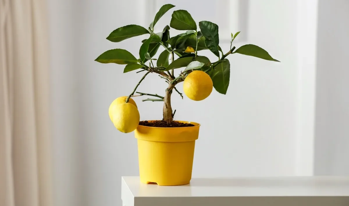 Lemon Tree