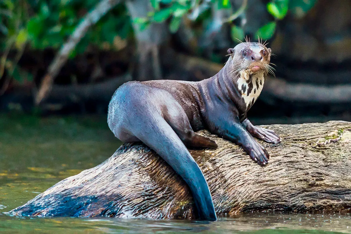 This Latin American Mammalian Predator Was Believed To Be Extinct For More Than 40 Years And Has Reappeared In Its Natural Habitat.