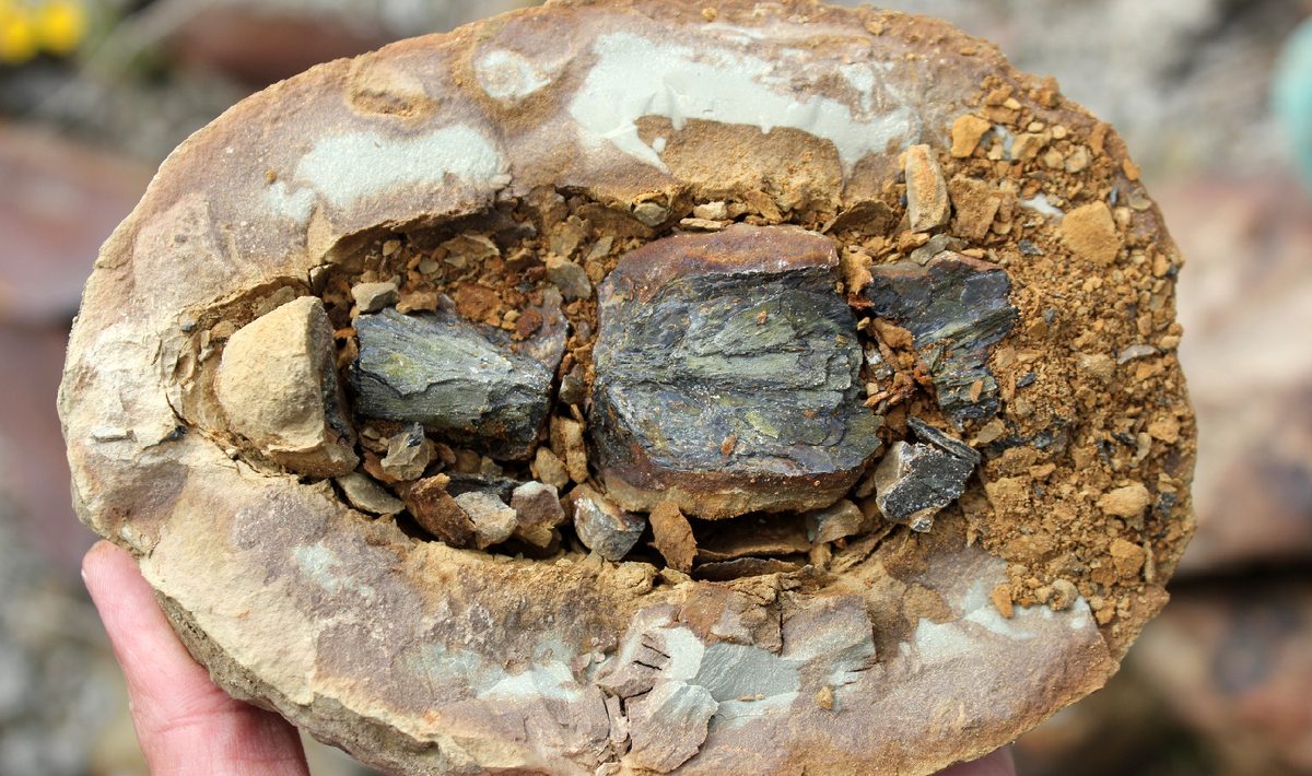 Fossil