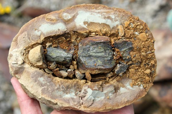 Fossil