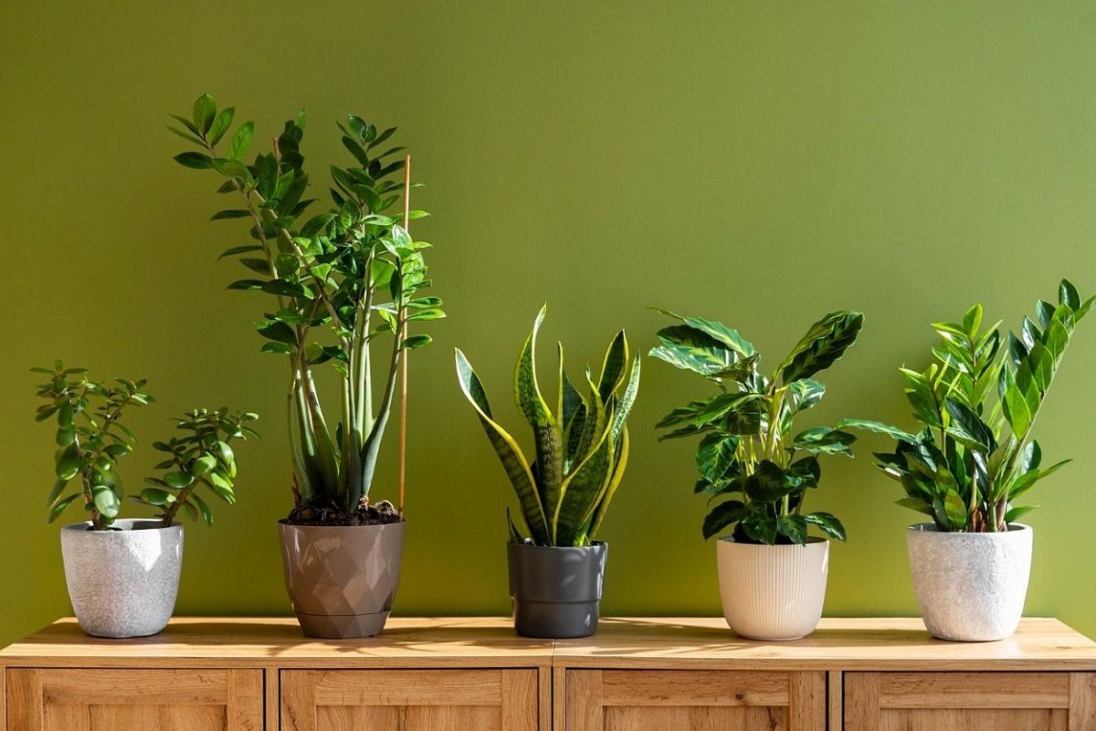 The End Of Poverty? A Plant That Produces Pure Gold And Can Be Grown In Every Home Has Been Discovered